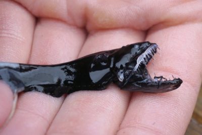 pez dragon negro caracteristicas