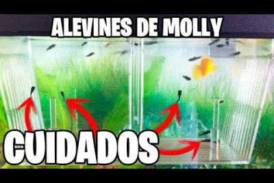 Consejos para cuidar un pez Molly