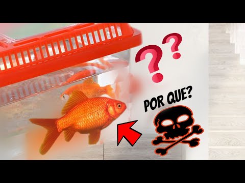 ¿Qué pasa si hay muchos peces en una pecera?