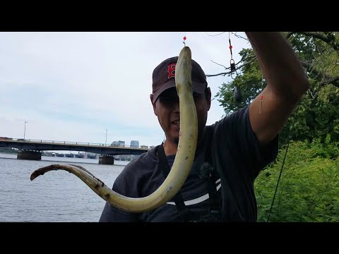 Consejos para Pescar Anguilas de Río