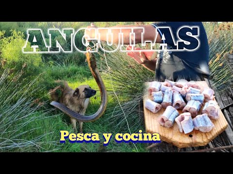 Cocinando con Anguila: Tips y Trucos