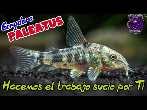 Corydora Pimienta: El colorido pez de agua dulce de la familia Corydoras paleatus