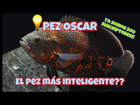 ¿Cuál es el pez de pecera más inteligente?