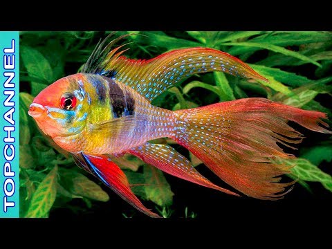 ¿Cuál es el pez más bonito del mundo?