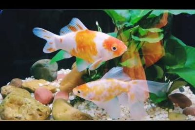 Cuidando tu Carassius auratus (Goldfish).