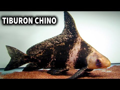 Descubriendo el Tiburón Chino: Myxocyprinus asiaticus
