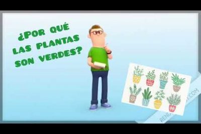 ¿Qué es lo que hace que las plantas sean verdes?