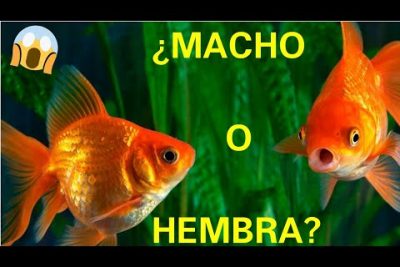 Â¿CÃ³mo saber si un pez japonÃ©s es macho o hembra?