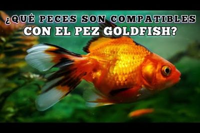 Â¿QuÃ© peces se llevan bien con los goldfish?