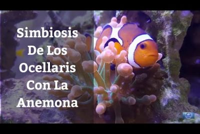 Peces payaso Ocellaris en simbiosis con anémonas marinas