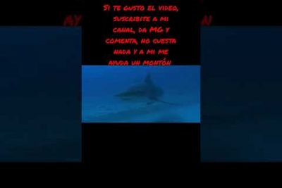 Descubre las características del Tiburón Nodriza Leonado