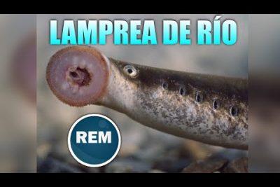 Guía completa de características y cuidados de la lamprea