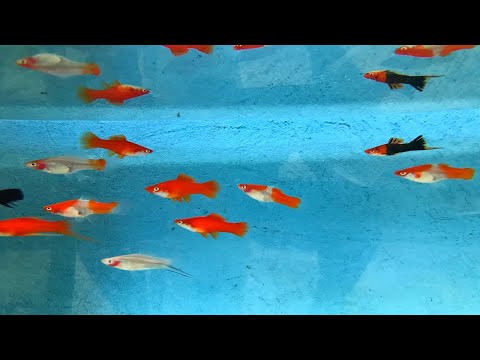 ¿Cómo evitar que los peces mueran?