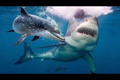 ¿Qué asusta a los tiburones?