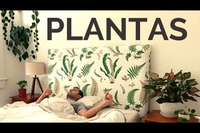 ¿Qué plantas no se pueden poner en la habitación?