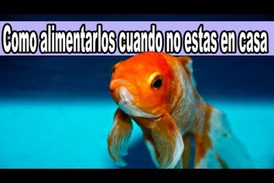 ¿Cuánto tiempo puede aguantar un pez goldfish sin comer?