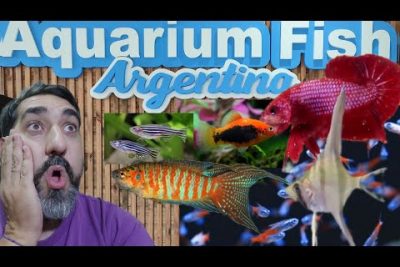 ¿Qué peces hay en Buenos Aires?