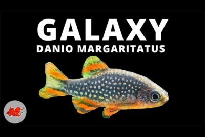 Guía completa: Características y cuidados de Galaxias Maculatus