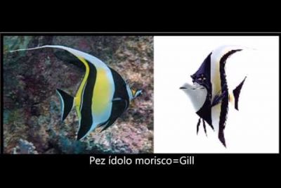 ¿Cómo se llama el pez de la película Nemo?