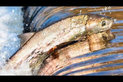 Guía completa de características y cuidados del salmón indio y pez barbón
