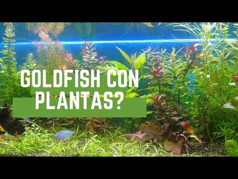 ¿Qué tipo de plantas comen los peces?