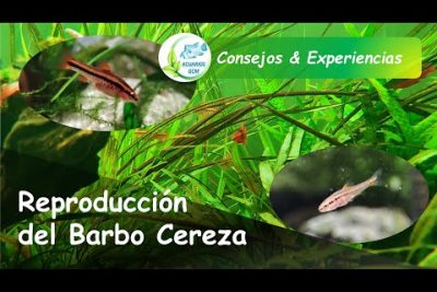 Guía completa de características y cuidados para el Barbo Cereza