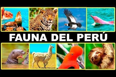 ¿Qué especies tiene Perú?