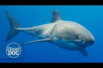 Descubre las Características del Tiburón Ángel Australiano