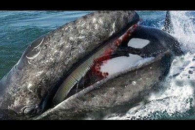 ¿Qué animal marino mata más humanos?