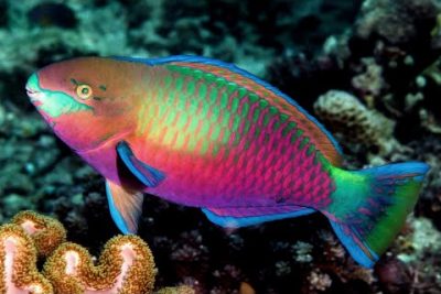 El pez loro bicolor: camuflaje y adaptación