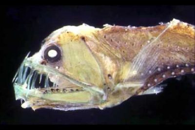 La estructura ósea de los peces abisales: adaptación a la oscuridad y la escasez de nutrientes