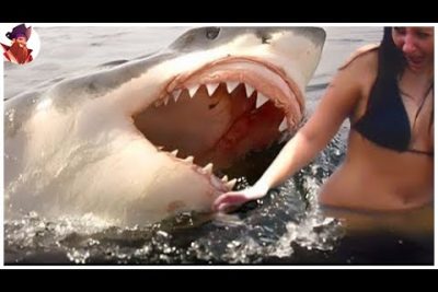 ¿Cuando un tiburón te ataca?