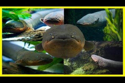 Guía completa de características y cuidados de la anguila criolla