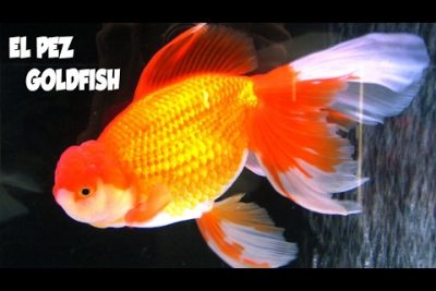 ¿Cómo se llama el pez japonés?