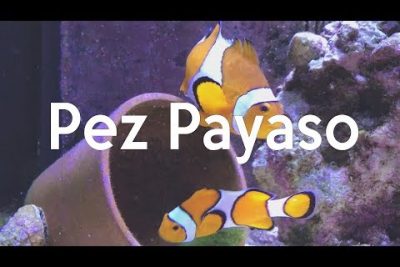 Pez payaso Percula: el favorito de los acuarios por su parecido a Nemo
