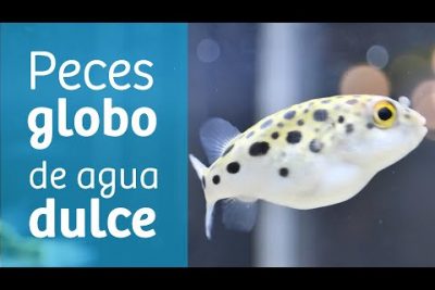 Pez globo de agua dulce: apariencia y comportamiento pacífico en acuarios