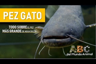 Bagre gigante del Mekong: el pez de agua dulce más grande del mundo
