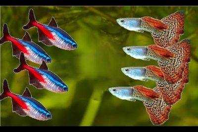 Los peces neón: belleza y tranquilidad en tu acuario