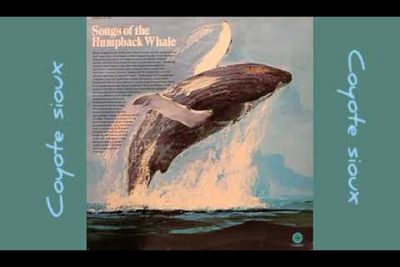 La ballena jorobada es capaz de producir sonidos muy complejos y melodiosos, que se cree que utilizan para comunicarse entre sí.