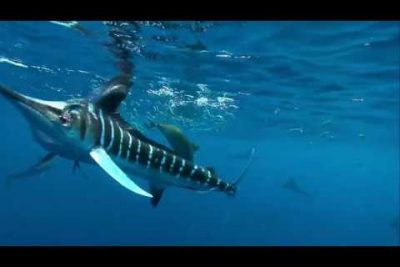 Pez espada de mar: mandíbula delgada para cazar presas pequeñas