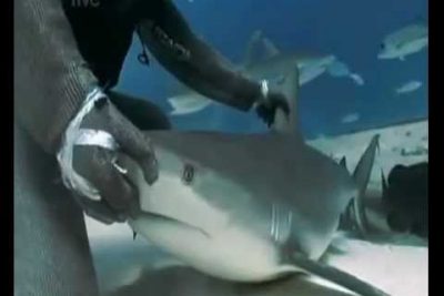 ¿Por qué le tocan la nariz a los tiburones?