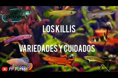 Guía completa de características y cuidados del pez killi