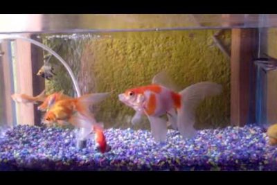 Â¿CuÃ¡ntos Goldfish caben pecera 40 litros?