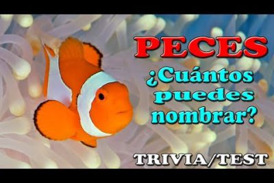 ¿Cómo se llaman los peces de color naranja?