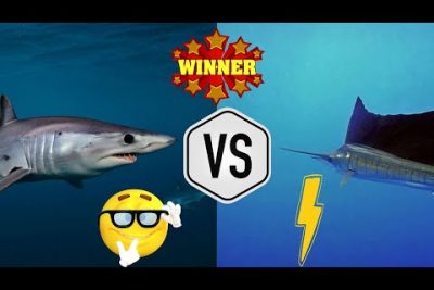 Descubre al marlin azul, el pez más veloz del planeta