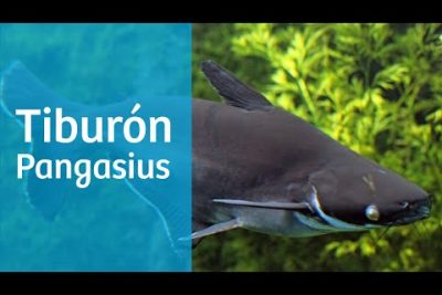 Pangasius: un pez de agua dulce popular en Asia