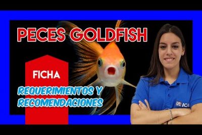 Guía completa de características y cuidados del pez Herrera