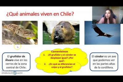 ¿Qué animal representa a Chile?
