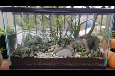 ¿Cómo hacer un terrario de plantas en un acuario?