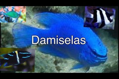 Guía completa de cuidados y características del pez Damisela Verde